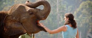 133-Pinnawela_Elephant_Orphanage-432836-Main_banner-Classic-Family-Tour-Of-Sri-Lanka