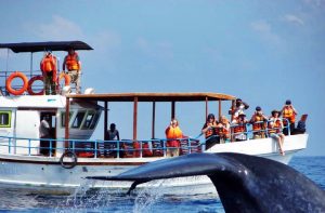 whale and dolphine watching